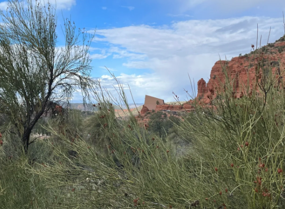 A tree in the middle of a desert with a mountain in the background.