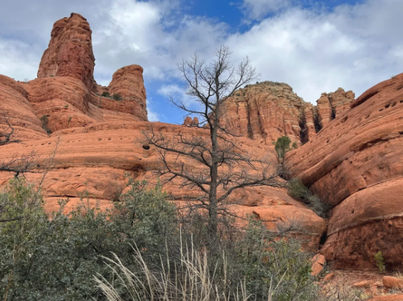 A tree stands in the middle of a canyon surrounded by rocks.