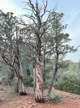 A tree with a twisted trunk in the middle of a forest