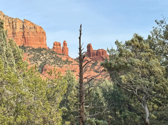 A tree in the middle of a forest with a mountain in the background.