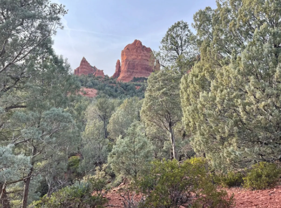 A forest with trees and a mountain in the background.