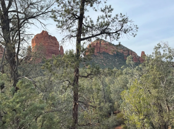 A forest with trees and a mountain in the background.
