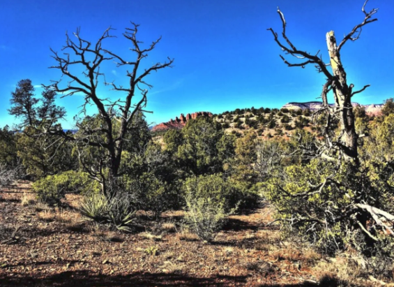 A desert landscape with trees and bushes without leaves