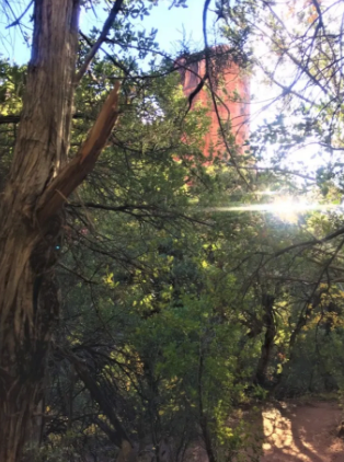 The sun is shining through the trees in a forest