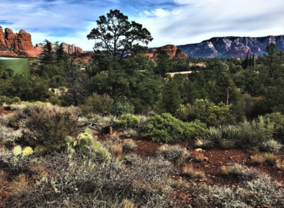 A desert landscape with trees and mountains in the background