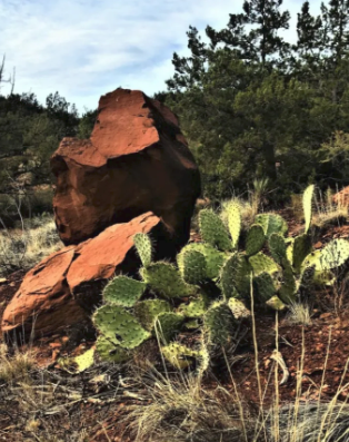 A cactus is growing next to a rock in the desert