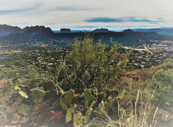 A cactus is growing in the middle of a field with mountains in the background.
