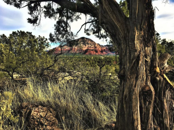 A tree in the middle of a field with a mountain in the background.