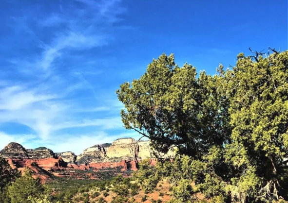 A tree stands in the foreground of a landscape with mountains in the background.