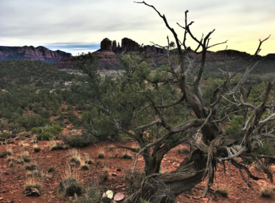 A tree in the middle of a desert with mountains in the background.