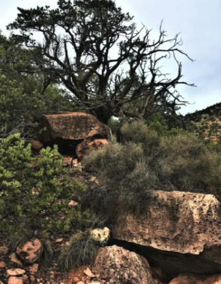 A tree in the middle of a rocky area
