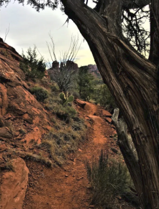 A tree branches hanging over a dirt path in the desert