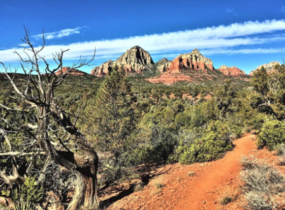 A dirt road in the desert with mountains in the background and a tree in the foreground.