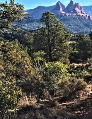 A landscape with trees and mountains in the background