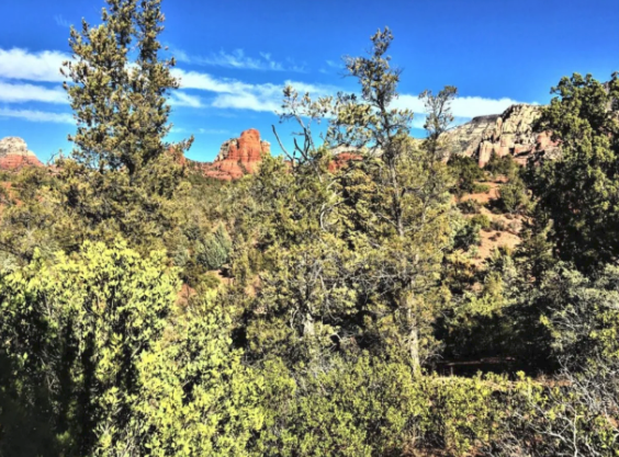 A lush green forest with mountains in the background and a blue sky