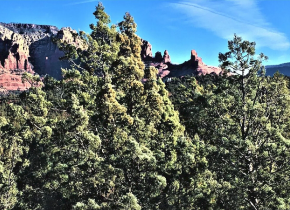 A mountain covered in trees with a blue sky in the background