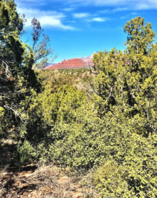 A blurred picture of a forest with a mountain in the background