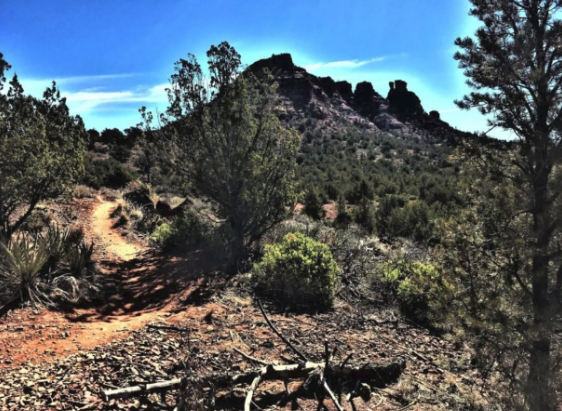 A bicycle is sitting on the ground in the middle of a forest with a mountain in the background.