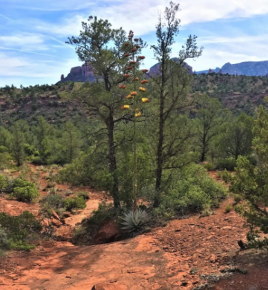 A desert landscape with trees and mountains in the background
