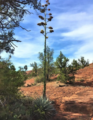 A tall plant with a blue sky in the background