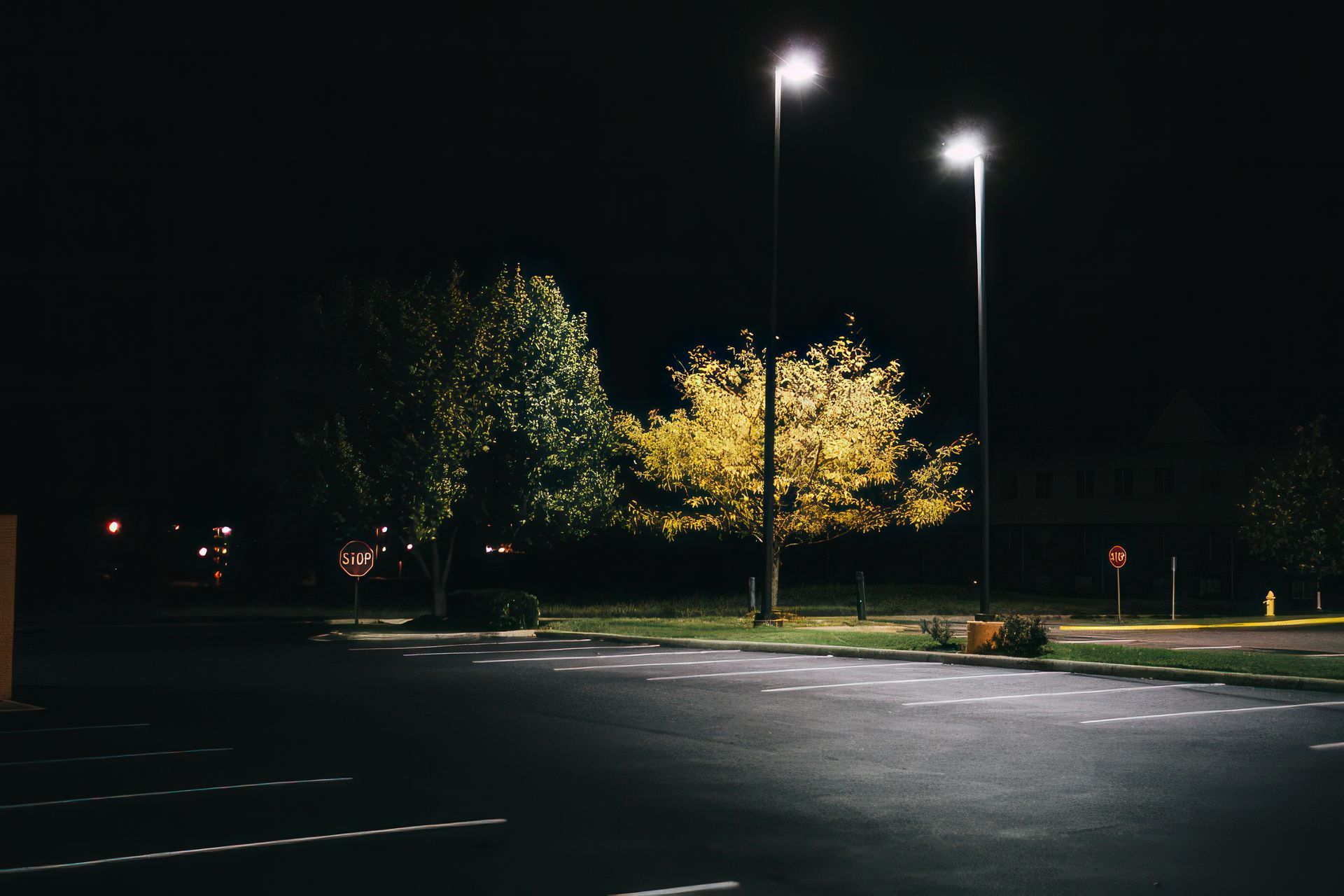 Nighttime shot of a dark, empty parking lot. Two trees, one golden and one green, are lit by streetlights.
