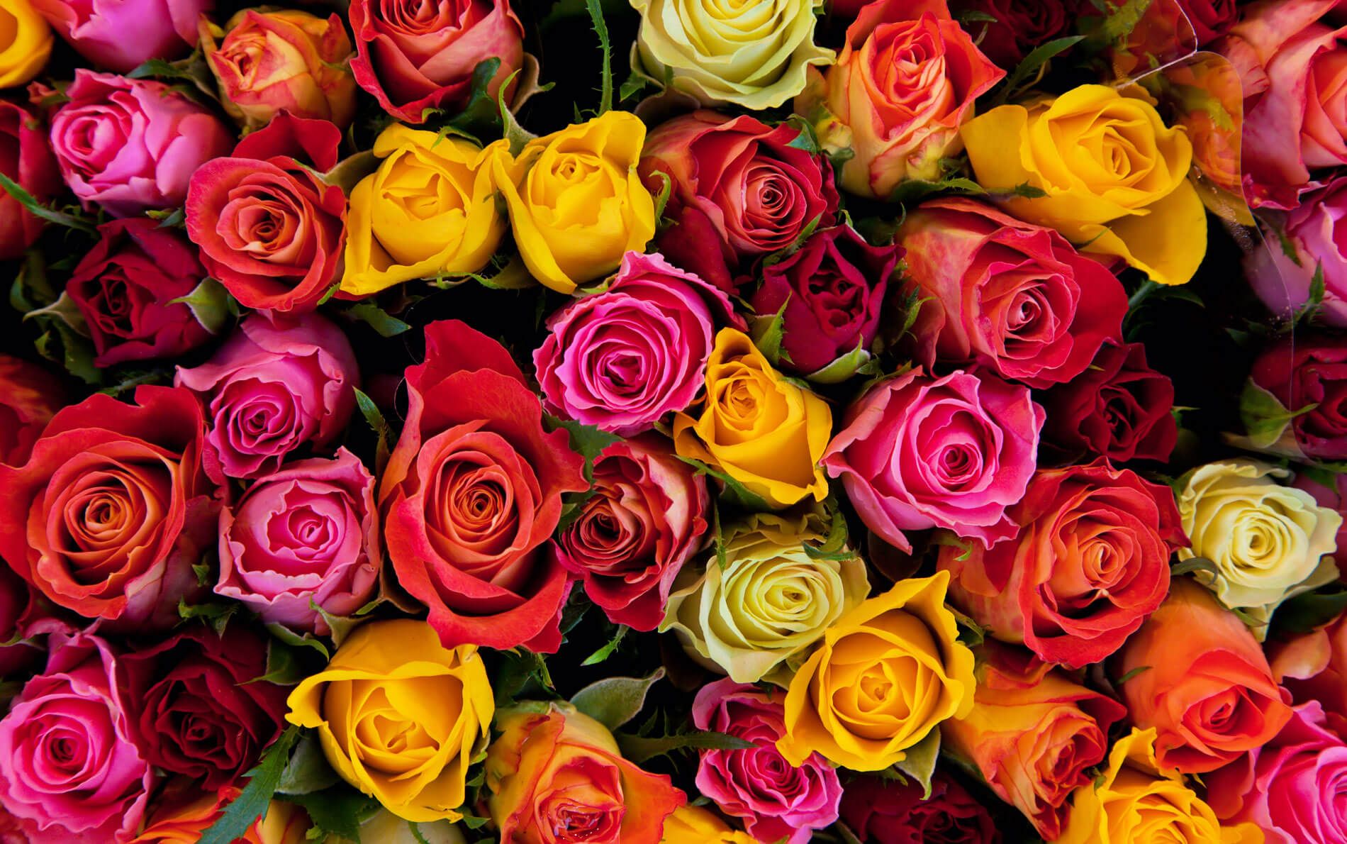 ROSAS DE COLORES