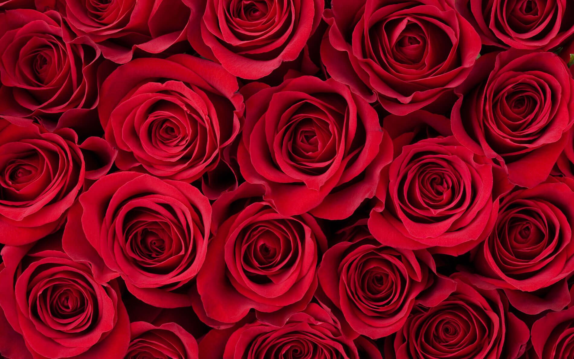 ROSAS