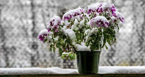 FLORES PARA EL FRIO