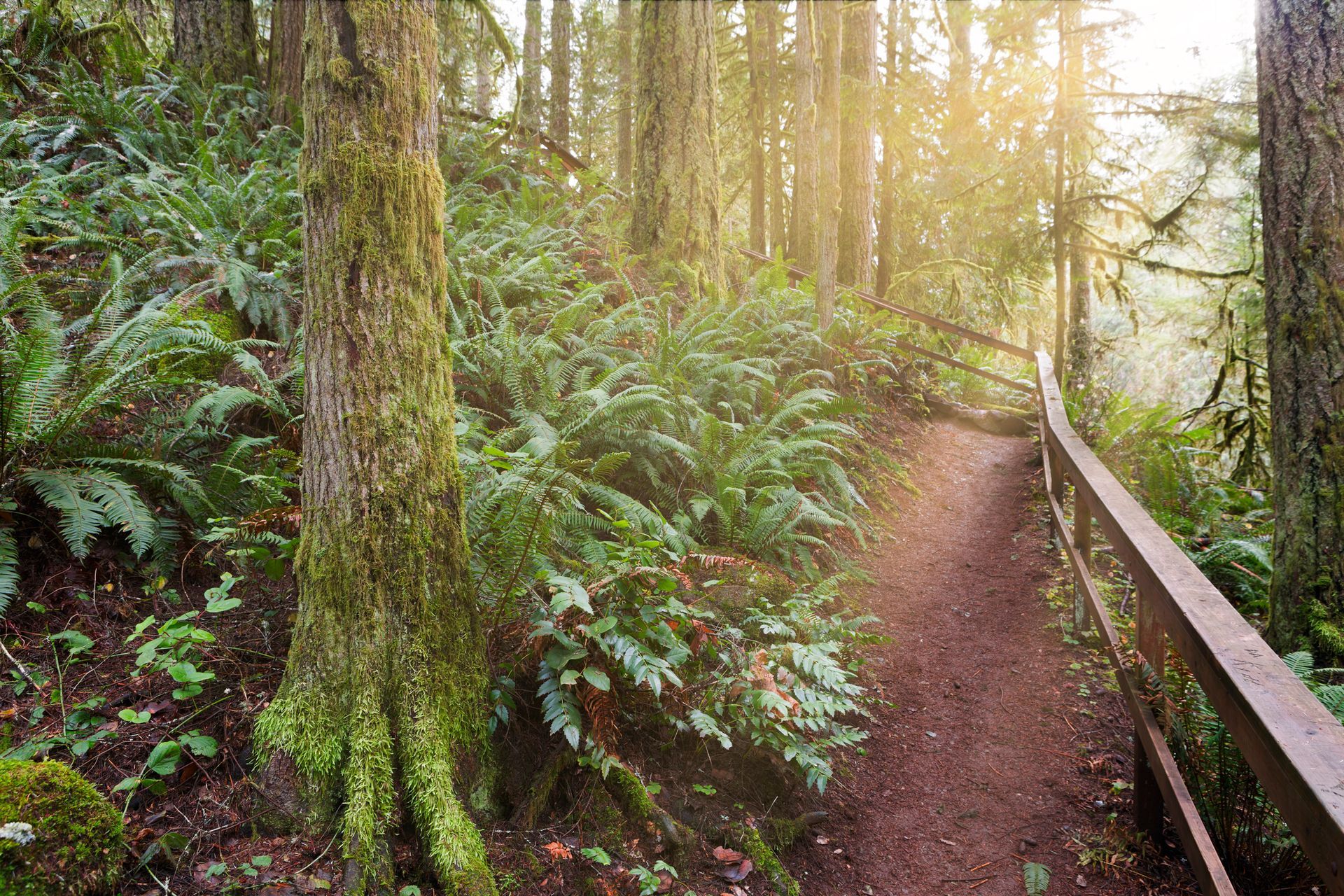 Hiking Trail at McDowell Creek Falls County Park in Lebanon, Oregon Hiking Trail at McDowell Creek Falls County Park in Lebanon, Oregon