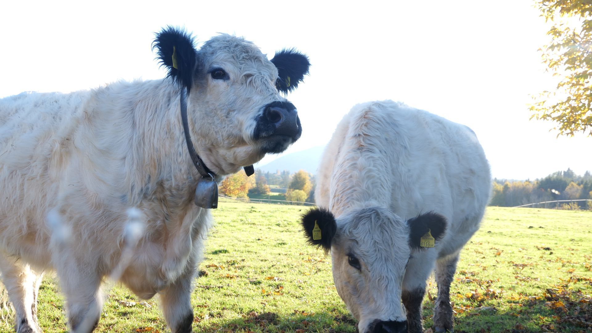 Zwei hellgraue Kühe grasen auf einer sonnigen grünen Wiese vor dem Hintergrund der Berge.