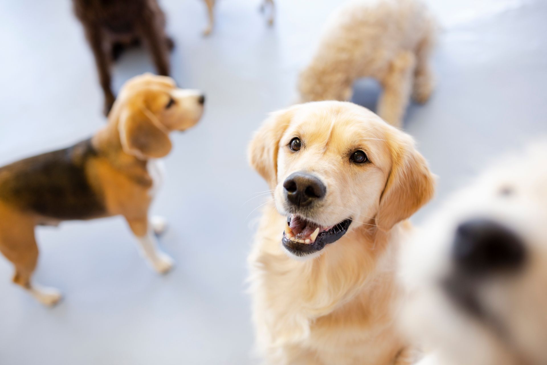Happy Dogs Looking Up — Rome, GA — Classy Critters Boarding & Grooming