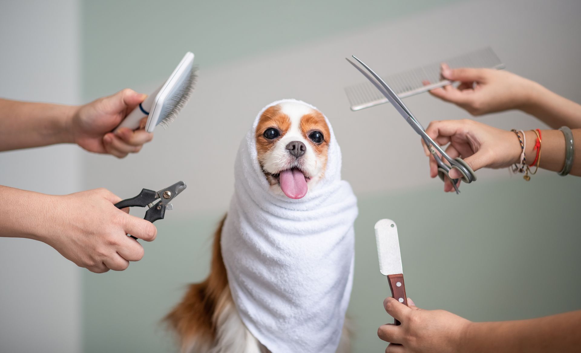 Dog Grooming Session — Rome, GA — Classy Critters Boarding & Grooming