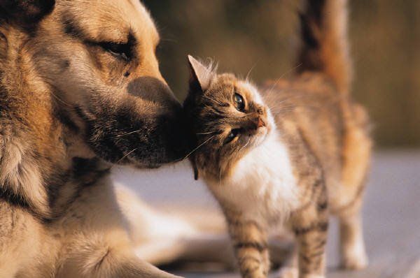 A brown dog and a small, brown-and-white tabby cat affectionately nuzzle each other outdoors.