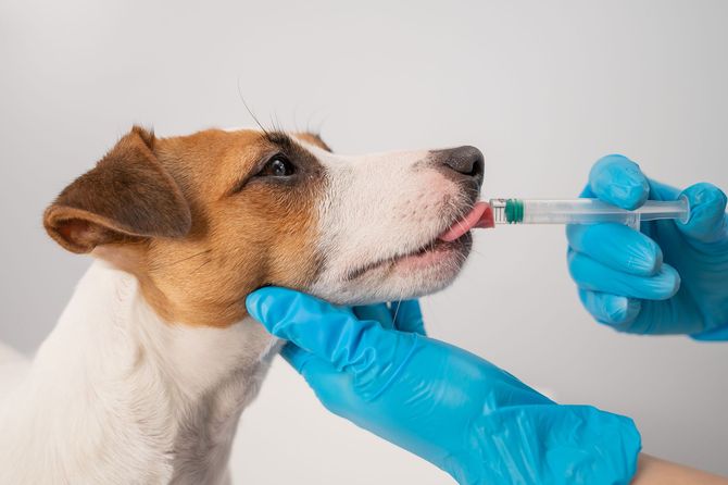 Un veterinario que lleva guantes azules le administra medicamento oral a un perro.