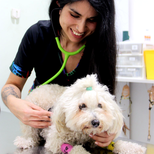 Veterinario sonriendo mientras examina a un pequeño perro blanco con un estetoscopio verde.