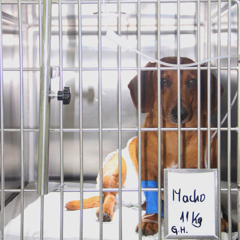 Perro salchicha marrón en una perrera con una pata vendada, sosteniendo un cartel que dice 