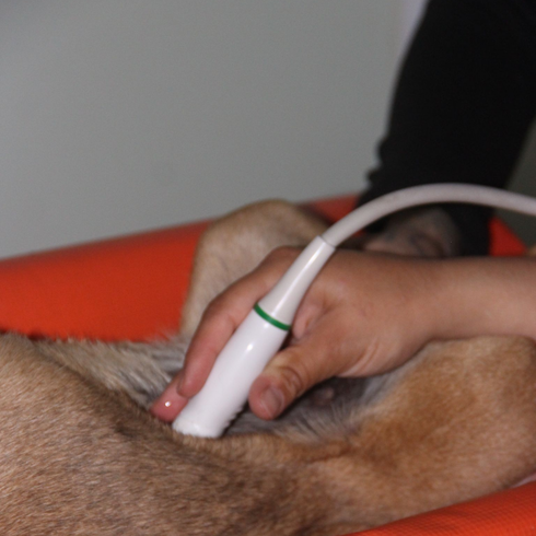 Sonda de ultrasonido escaneando el abdomen de un perro mientras una mano la sujeta firmemente.