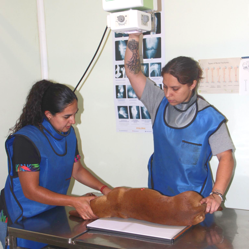 Dos personas con delantales azules examinan a un perro pequeño sobre una mesa, bajo una lámpara de examen cenital.