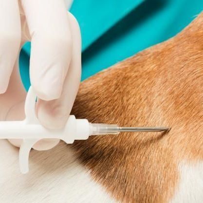 Una mano enguantada le inyecta un microchip a un perro cerca de un pelaje marrón.