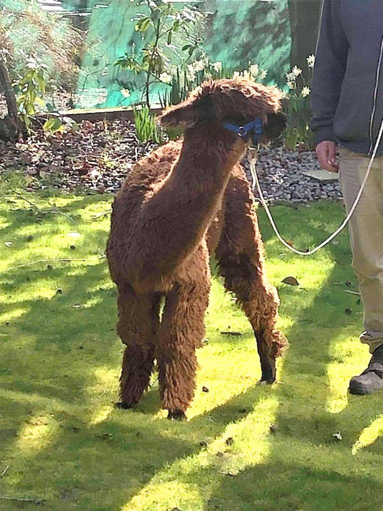 A man is walking a brown alpaca on a leash.