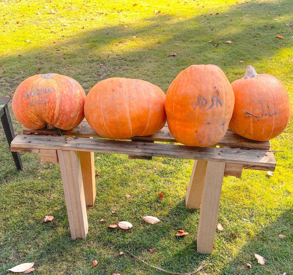 Four pumpkins are sitting on a wooden bench outside