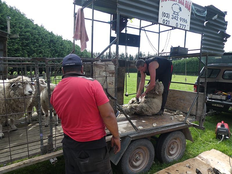 A man is shearing a sheep on a trailer