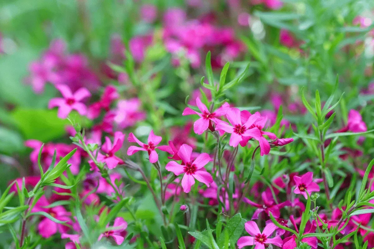 backyard landscape design ideas for northwest arkansas