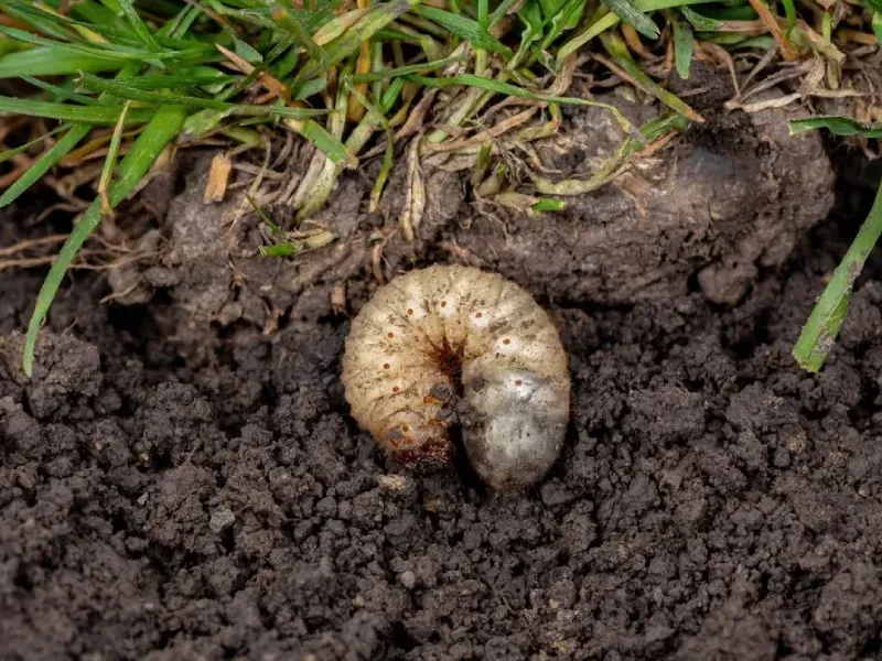 grub control services in springdale ar