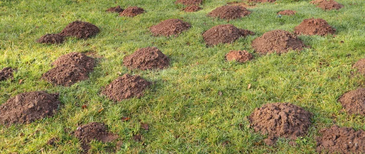 lawn grub problem in springdale ar