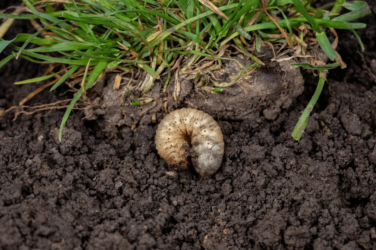 lawn grubs arkansas treatment signs control