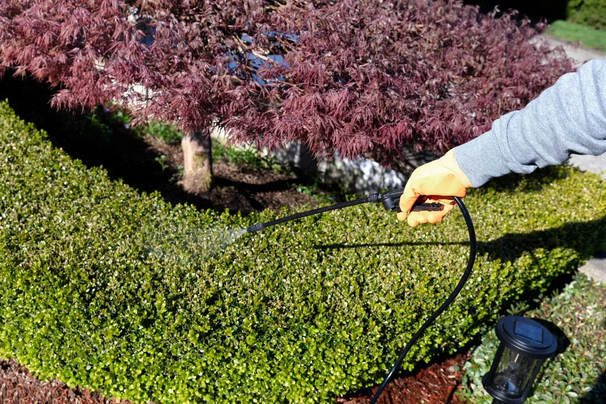 shrub fertilization in springdale ar