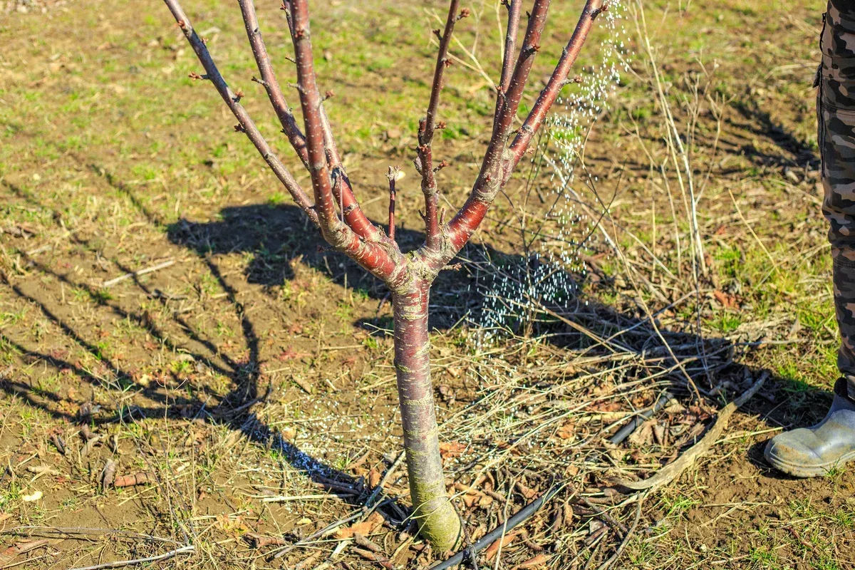 tree fertilization in springdale ar