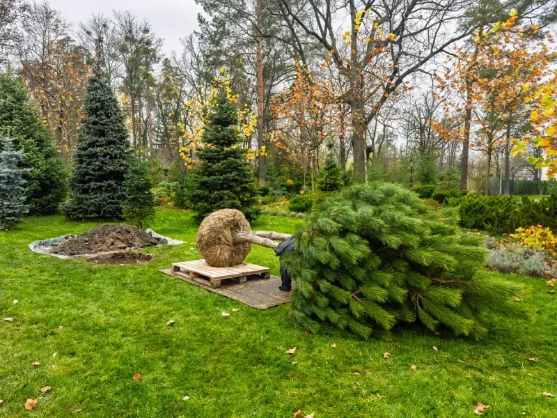 tree installation and transplanting in springdale ar