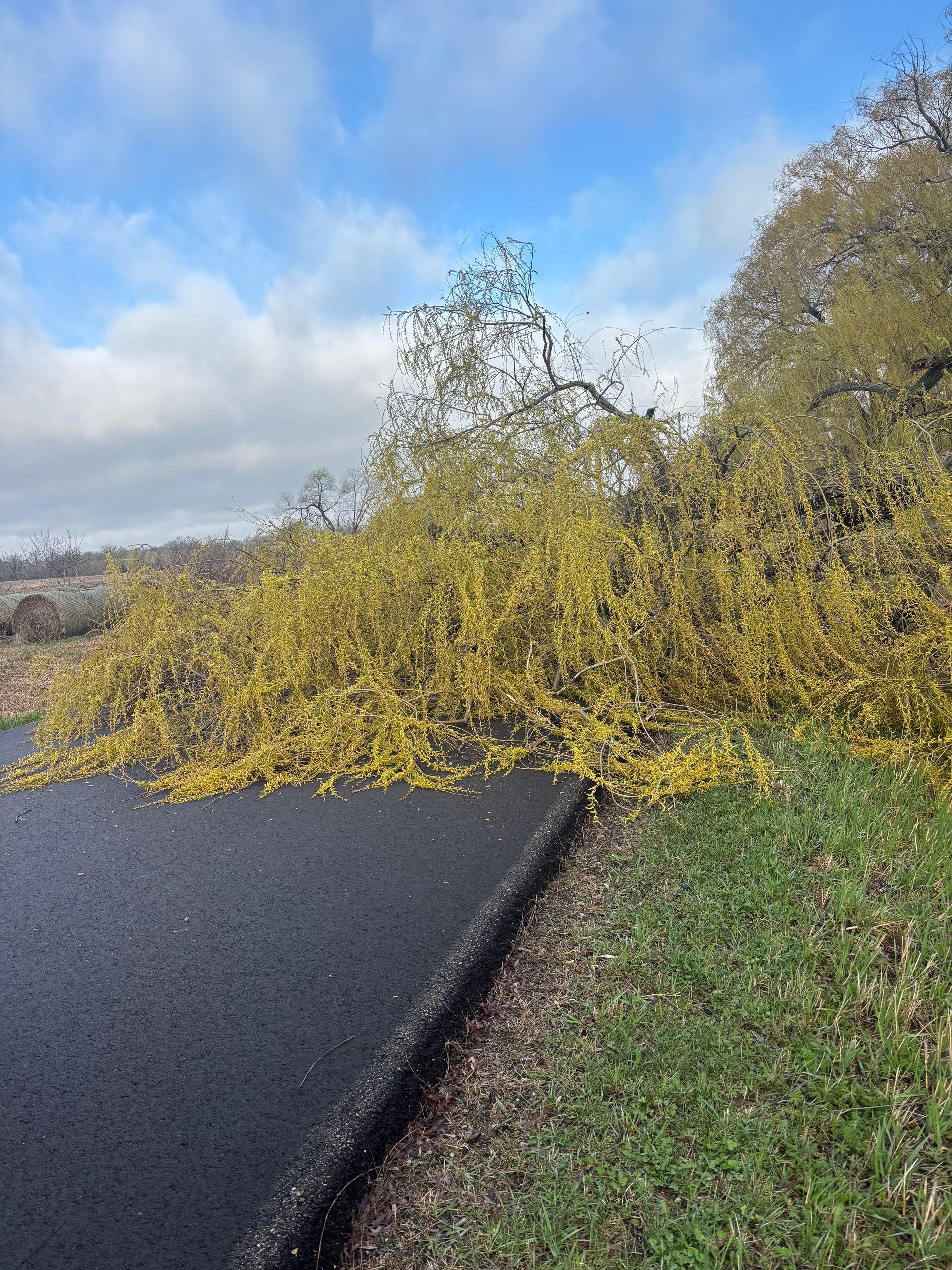 fallen-tree-removal-before-fort-atkinson-wisconsin-anytime-outdoor-services.jpg